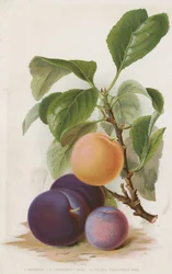 Plums