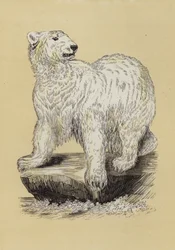 Polar Bear