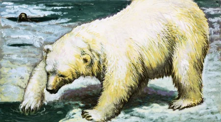 Polar Bear Fishing