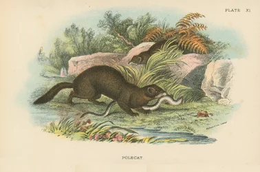 Polecat