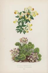 Polygala Chamaebuxus; Teucrium Pyrenaicum