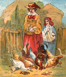 Poultry Eating Barley