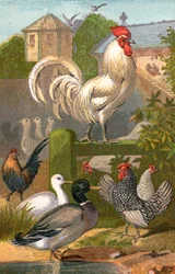 Poultry yard, duck pond and pigeon house