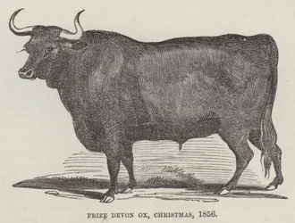 Prize Devon ox, Christmas