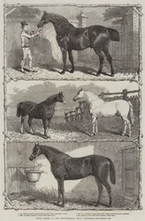 Prize Horses at the Agricultural Hall, Islington