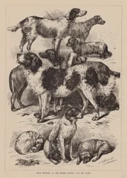 Prize Winners at the Recent Kennel Club Dog Show