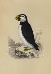 Puffin