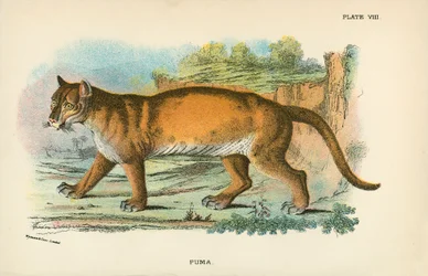 Puma