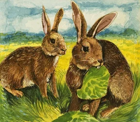 Rabbits eating