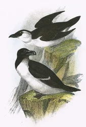 Razor Bill