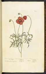 Red Poppy, Plate 2 from 