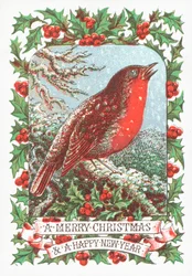 Red Robin Sitting on a Branch