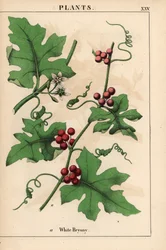 Red bryony with red berries. Bryonia dioica, from 
