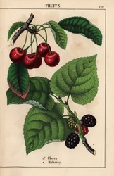 Red Cherries and Mulberry Fruit, from 