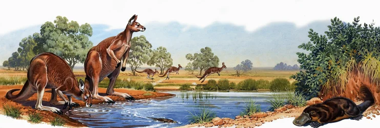 Red kangaroo and duck bill platypus