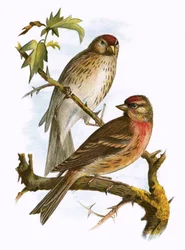 Red polls