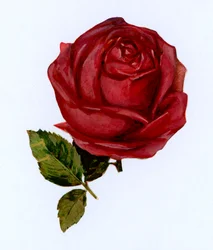 Red Rose