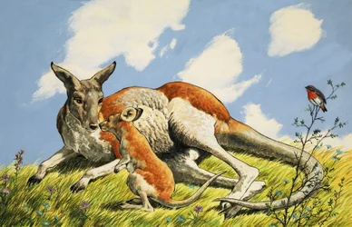 Relaxing Kangaroo with Baby