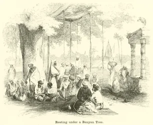 Resting Under a Banyan Tree