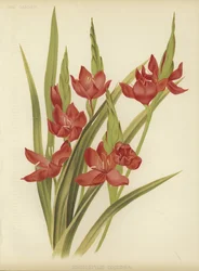 River lily or crimson flag