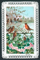 Robin singing on a branch