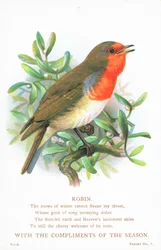 Robin Singing on Branch