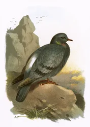 Rock Dove