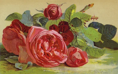 Roses, the Duke of Edinburgh