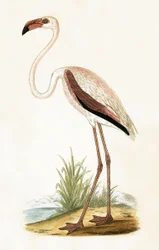 Rosy Flamingo, illustration from 