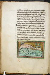 One big and one small elephant in a stream full of fish, from Bestiary, Lapidary