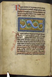 Anguis, from 