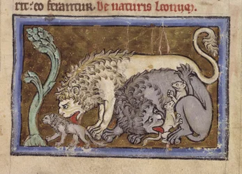 Lions, from 