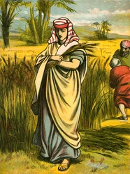 Ruth gleaning