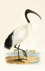 Sacred Ibis, illustration from 