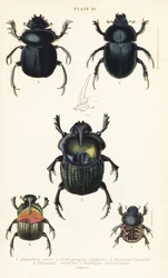 Sacred scarab beetle, Scarabaeus sacer, dung beetles, Onthophagus nuchicornis, Coprophanaeus lancifer, Sulcophanaeus carnifex, and earth-boring dung beetle, Geotrupes stercorarius