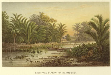 Sago Palm Plantation in Amboyna