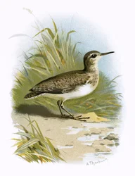 Sandpiper