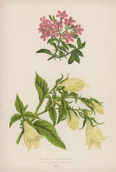 Saponaria Ocymoides; Symphyandra Pendula