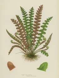 Scaly Spleenwort