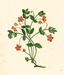 Scarlet Pimpernel, Anagallis Arvensis