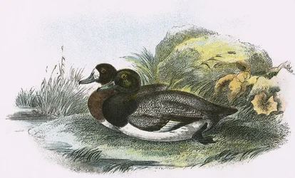 Scaup Duck