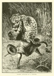 Schmitt Attacked by a Leopard