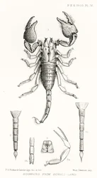 Scorpions from Somali-land, illustration from The Hope Reports, Vol. II, 1897-1900, edited by Edward B. Poulton, Oxford, 1901
