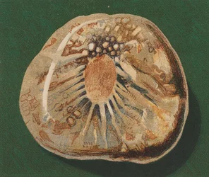 Seaside Pebble