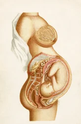 Semi-Diagrammatic Section of a Full Time Pregnancy Showing Position of Foetus in Utero, from Handbook of Obstetric Nursing, Published in 1889