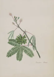 Sensitive Plant, illustration from an Album of Poems, Graphite Drawings & Watercolours, c.1828