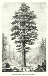Sequoia Gigantea