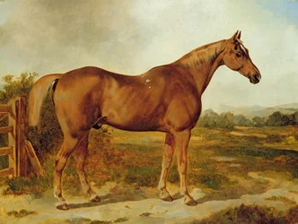 Silvertail, Portrait of a Horse