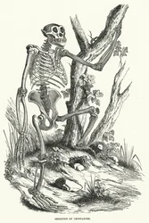 Skeleton of Chimpanzee