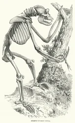 Skeleton of Male Gorilla